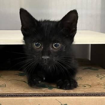 ZuZu (brown) -  Domestic Short Hair Cat for Adoption in Baltimore, Maryland - ZuZu (brown) | PetCurious