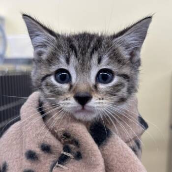 Terence -  Domestic Short Hair Cat for Adoption in West Palm Beach, Florida - Terence | PetCurious