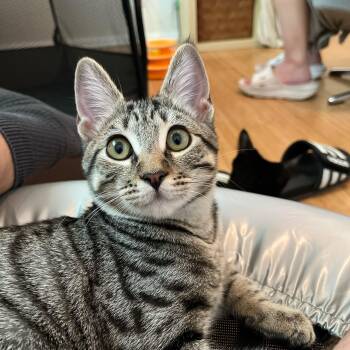 Rescue Domestic Short Hair Cats for Adoption in Los Angeles, California - Heist | PetCurious