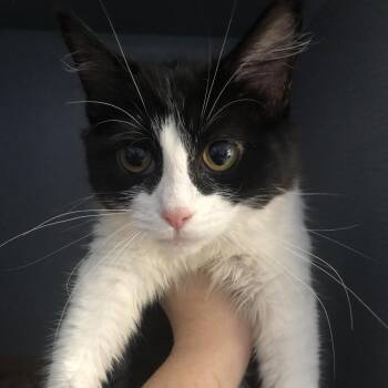 Domestic Medium Hair Cats Available for Adoption - Rumi | PetCurious