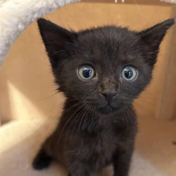 Popsicle -  Domestic Short Hair Cat for Adoption in Philadelphia, Pennsylvania - Popsicle | PetCurious