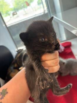 Abyssinian Cats Available for Adoption in Mustang, Oklahoma - Safeway | PetCurious