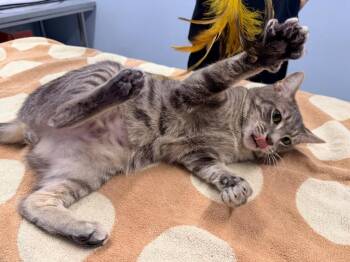 Aengus -  Domestic Short Hair Cat for Adoption in Raleigh, North Carolina - Aengus | PetCurious