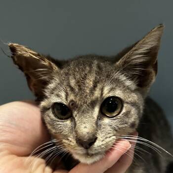 Mosie -  Domestic Short Hair Cat for Adoption in Chattanooga, Tennessee - Mosie | PetCurious