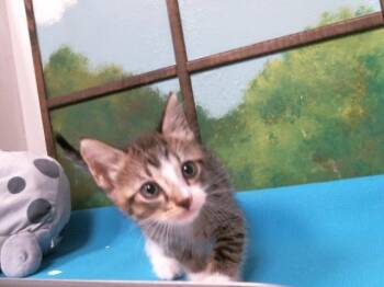 Domestic Short Hair Cats Available for Adoption in Houston, Texas - MILSHAKE | PetCurious