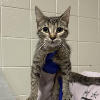 Honey -  Domestic Short Hair Cat for Adoption in Kearney, Nebraska - Honey | PetCurious