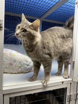 Lorcan -  Domestic Medium Hair Cat for Adoption in West Mifflin, Pennsylvania - Lorcan | PetCurious