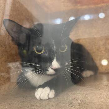 Domestic Short Hair Cats Available for Adoption - Golden Slipper | PetCurious