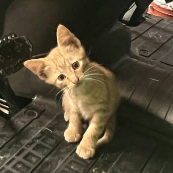 Scrappy -  Domestic Short Hair Cat for Adoption in Mount Sterling, Illinois - Scrappy | PetCurious