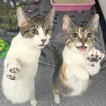 Rescue Domestic Short Hair Cats for Adoption in Zimmerman, Minnesota - Lila | PetCurious