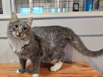 Lucky -  Domestic Medium Hair Cat for Adoption in Vancouver, Washington - Lucky | PetCurious