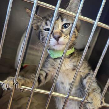 Shft (Green Collar) -  Domestic Short Hair Cat for Adoption in Spokane, Washington - Shft (Green Collar) | PetCurious