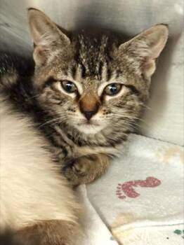 Janice -  Domestic Short Hair Cat for Adoption in Morristown, New Jersey - Janice | PetCurious