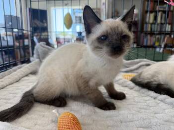 Betty -  Siamese Cat for Adoption in St. Augustine, Florida - Betty | PetCurious