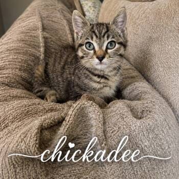 Chickadee -  Domestic Short Hair Cat Available for Adoption in Inman, South Carolina - Chickadee | PetCurious