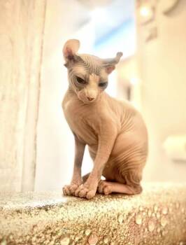 Juliette -  Sphynx Hairless Cat Cat for Adoption in Montreal, Quebec - Juliette | PetCurious