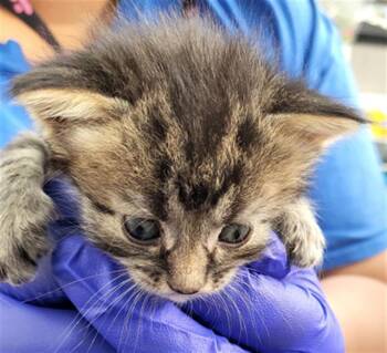 BO PEEP -  Domestic Short Hair Cat for Adoption in Dallas, Texas - BO PEEP | PetCurious