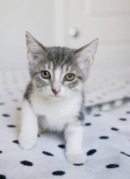 Fern -  Tabby Cat for Adoption in Fort Worth, Texas - Fern | PetCurious