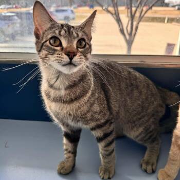 Domestic Short Hair Cats Available for Adoption - Who | PetCurious