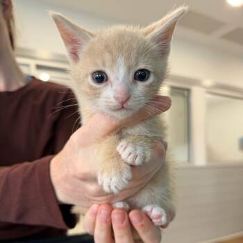 Raphael -  Domestic Short Hair Cat for Adoption in Winston-salem, North Carolina - Raphael | PetCurious