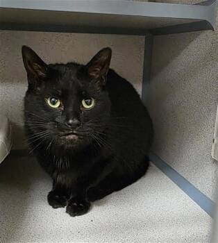 PATCHI -  Domestic Short Hair Cat for Adoption in Aliquippa, Pennsylvania - PATCHI | PetCurious