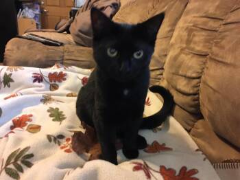 Belle -  Domestic Short Hair Cat for Adoption in Blaine, Minnesota - Belle | PetCurious