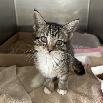 Squeaks -  Domestic Short Hair Cat for Adoption in Newark, New Jersey - Squeaks | PetCurious
