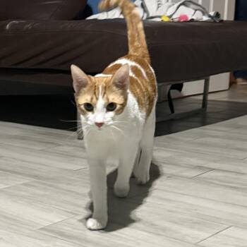 Rescue Domestic Short Hair Cats for Adoption in Allen, Texas - Concho | PetCurious