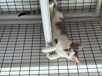 Rescue Domestic Short Hair Cats for Adoption in Black River Falls, Wisconsin - Snickerdoodle | PetCurious