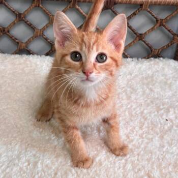 Domestic Short Hair Cats Available for Adoption in Brownsboro, Alabama - Orenji | PetCurious