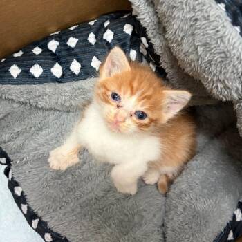 Dickens -  Domestic Short Hair Cat for Adoption in Edinburg, Texas - Dickens | PetCurious
