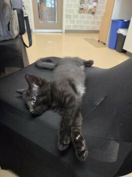 Xylo - 10843 -  Domestic Short Hair Cat for Adoption in Sainte-angèle-de-monnoir, Quebec - Xylo - 10843 | PetCurious