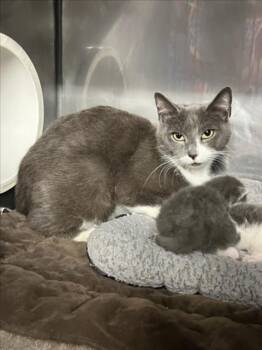 *VENUS -  Domestic Short Hair Cat for Adoption in Woodland, California - *VENUS | PetCurious