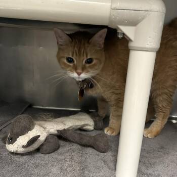 Stevie -  Domestic Short Hair Cat for Adoption in Cheyenne, Wyoming - Stevie | PetCurious