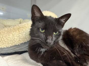 Domestic Short Hair Cats Available for Adoption - Belfast | PetCurious