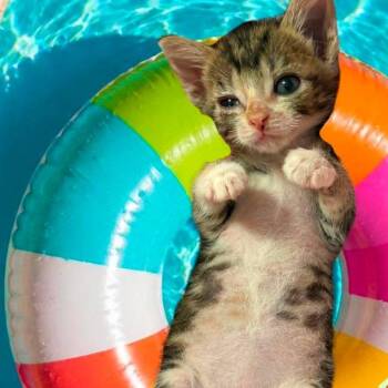 Henrietta 5757 -  Domestic Short Hair Cat for Adoption in Columbus, Georgia - Henrietta 5757 | PetCurious
