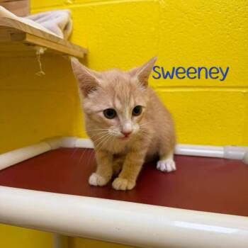 Sweeney -  Domestic Short Hair Cat for Adoption in Parkersburg, West Virginia - Sweeney | PetCurious