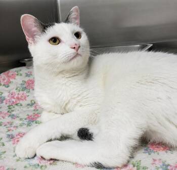 Suki -  Domestic Long Hair Cat for Adoption in Cuyahoga Falls, Ohio - Suki | PetCurious