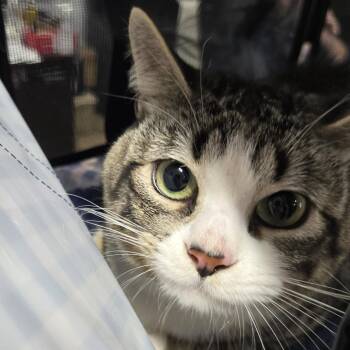 Finnley -  Domestic Short Hair Cat for Adoption in Newark, New Jersey - Finnley | PetCurious
