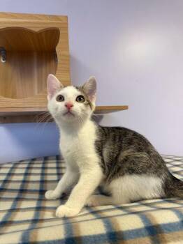 Tadpole -  Domestic Short Hair Cat for Adoption in Freeport, New York - Tadpole | PetCurious