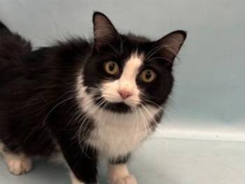 River -  Domestic Long Hair and Domestic Short Hair Cat for Adoption in Golden Valley, Minnesota - River | PetCurious