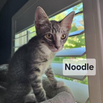 Noodle -  Domestic Short Hair Cat for Adoption in Westminster, California - Noodle | PetCurious