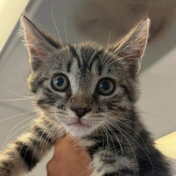 Arty -  Domestic Short Hair Cat for Adoption in Goleta, California - Arty | PetCurious