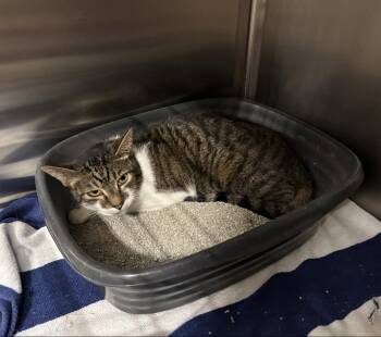Jerry -  Domestic Short Hair Cat for Adoption in Marietta, Georgia - Jerry | PetCurious