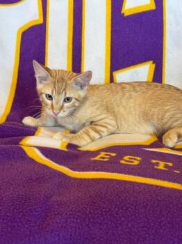 Sponge Bob -  Tabby and Domestic Short Hair Cat for Adoption in Pineville, Louisiana - Sponge Bob | PetCurious