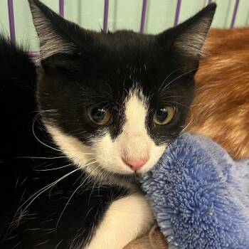 Rescue Domestic Short Hair Cats for Adoption in Hudson, New York - Fidgit | PetCurious