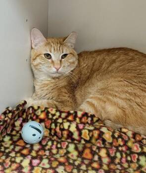 GARFIELD -  Tabby Cat for Adoption in Pegram, Tennessee - GARFIELD | PetCurious