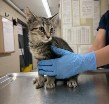 THUNDER -  Domestic Short Hair Cat for Adoption in Hamilton Township, New Jersey - THUNDER | PetCurious