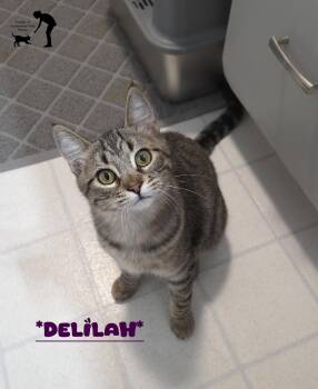 Delilah -  Domestic Short Hair Cat for Adoption in Centerville, Utah - Delilah | PetCurious