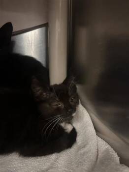 Dorian (collier vert) -  Domestic Medium Hair and Domestic Short Hair Cat Available for Adoption in Montreal, Quebec - Dorian (collier Vert) | PetCurious
